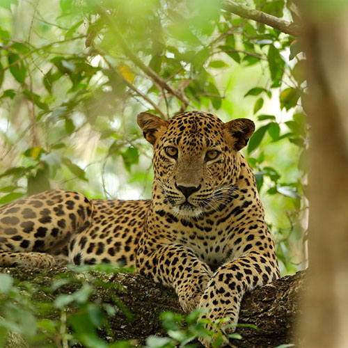 Wildlife Photography Tours