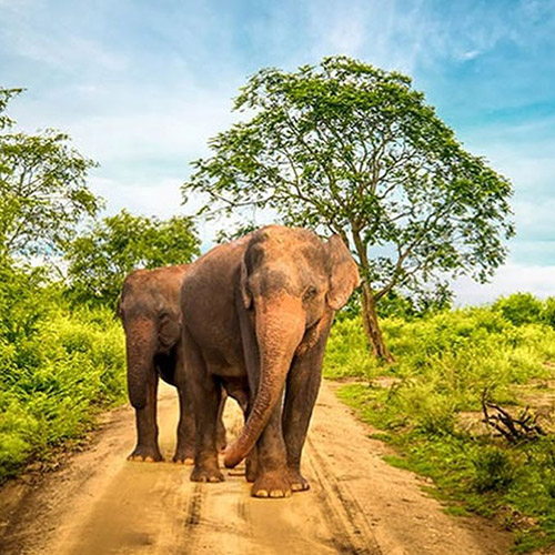 Wildlife photography tour Sri Lanka – 13 Days